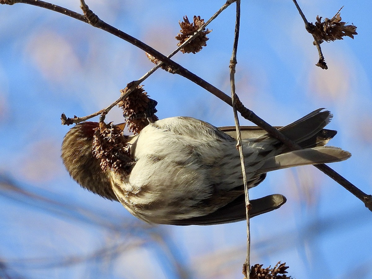 gråsisik - ML646927519