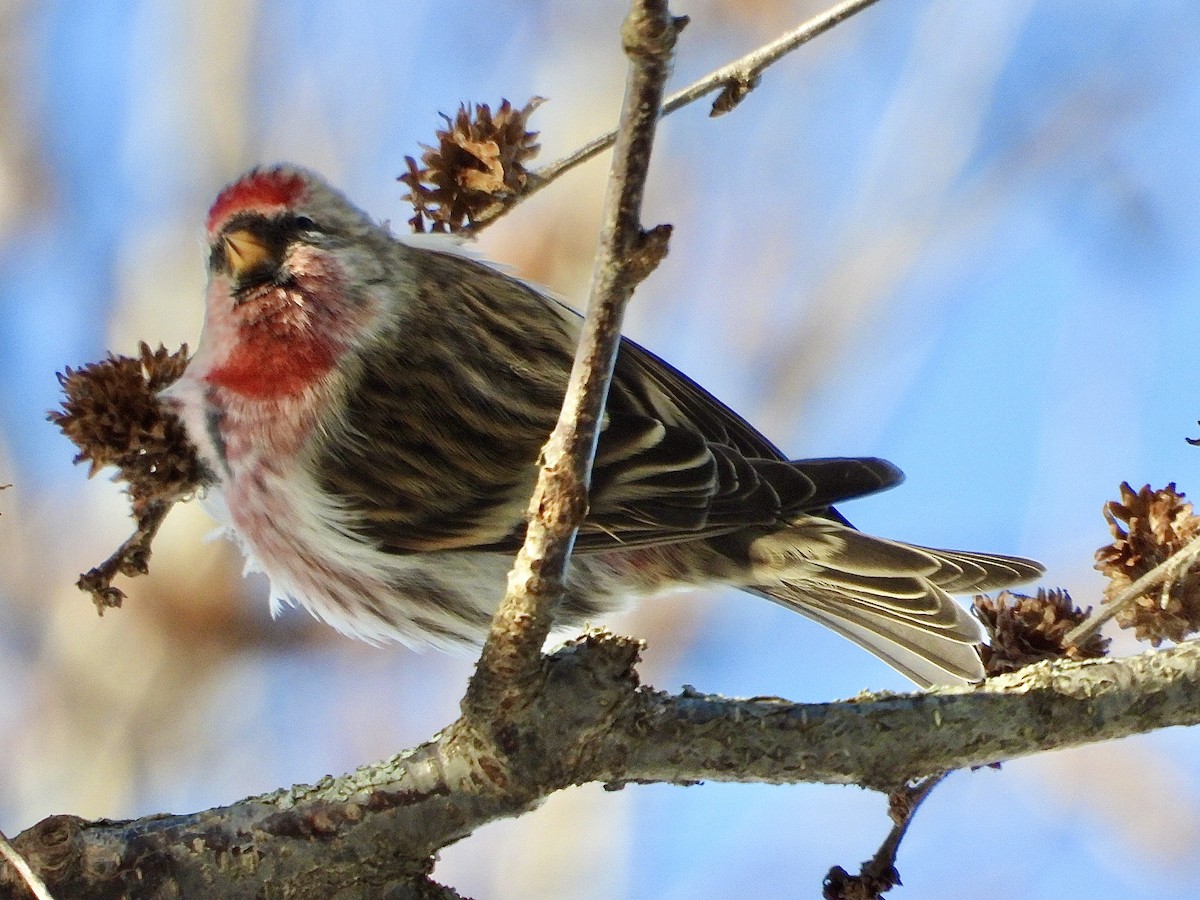 gråsisik - ML646927520