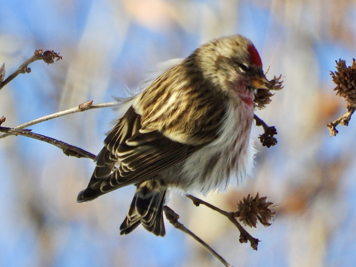 gråsisik - ML646927521