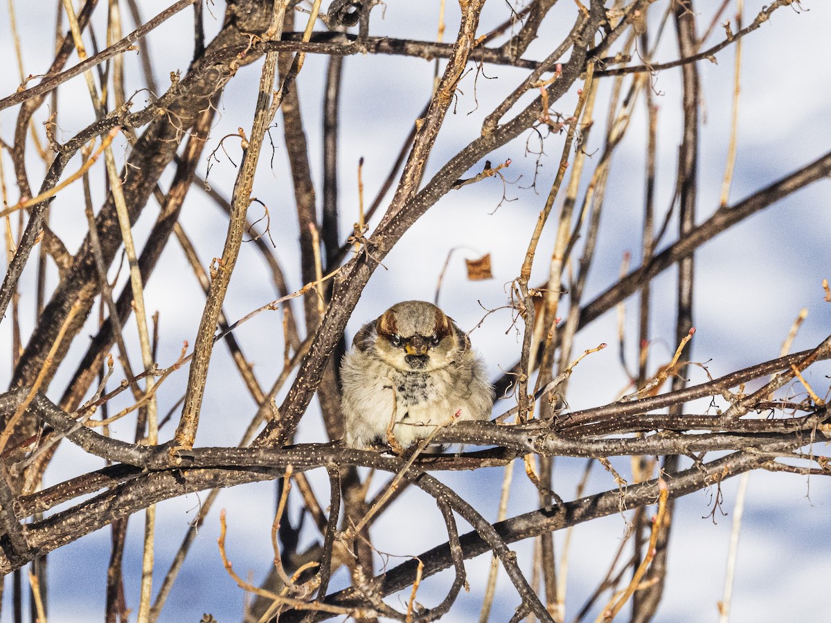 Etxe-txolarrea - ML646927523