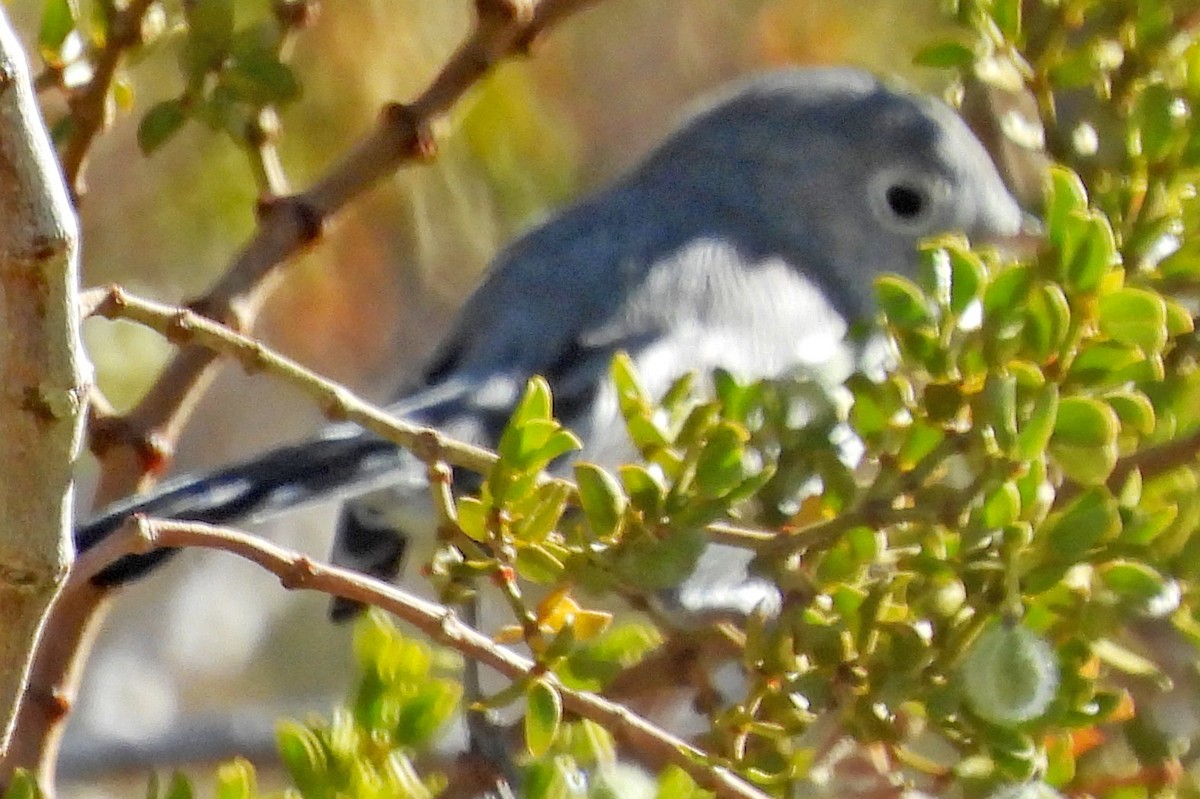 nordmyggsmett - ML646927539