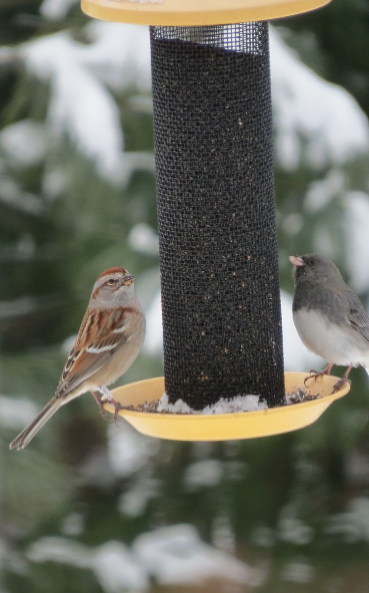 American Tree Sparrow - ML646927541