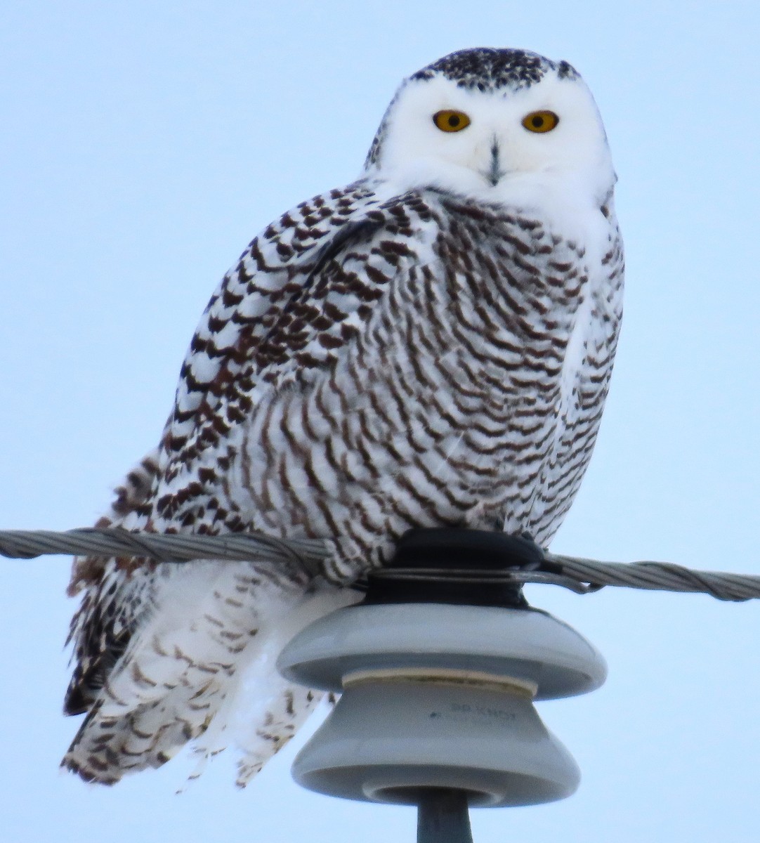 Snowy Owl - ML646927557