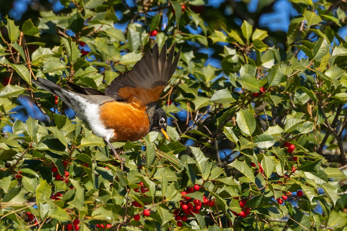 Merle d'Amérique - ML646927573