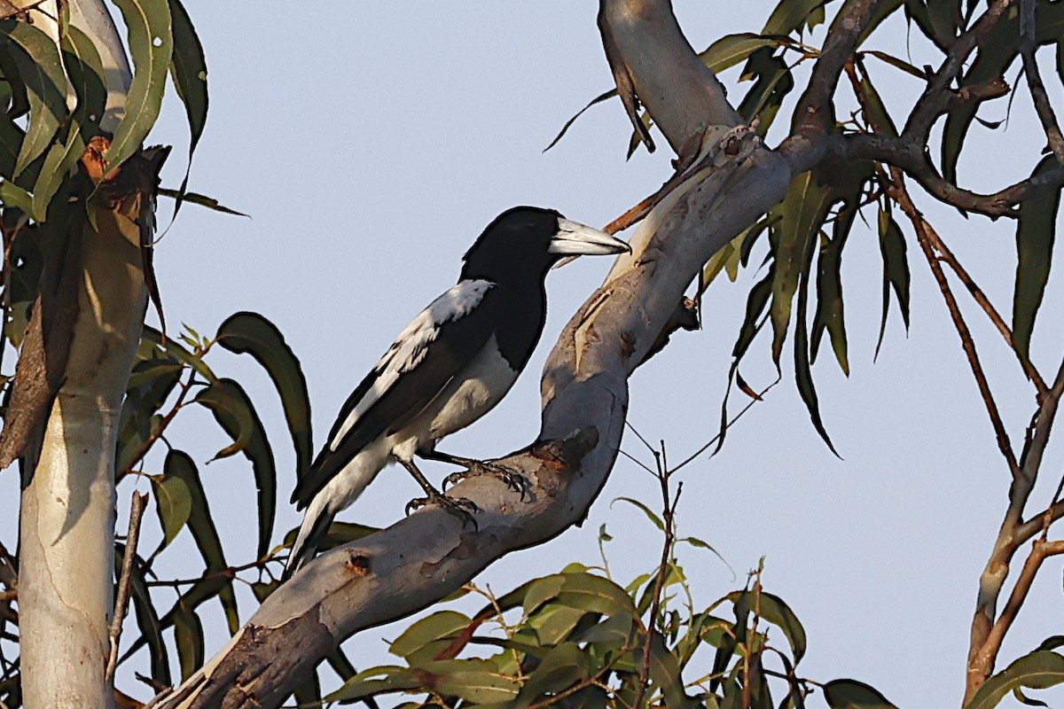 Hooded Butcherbird - ML646927574