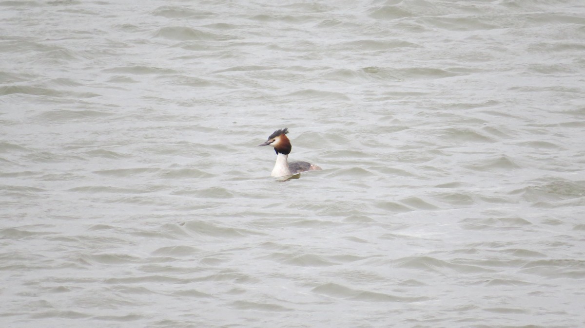 Somormujo Lavanco - ML646927575