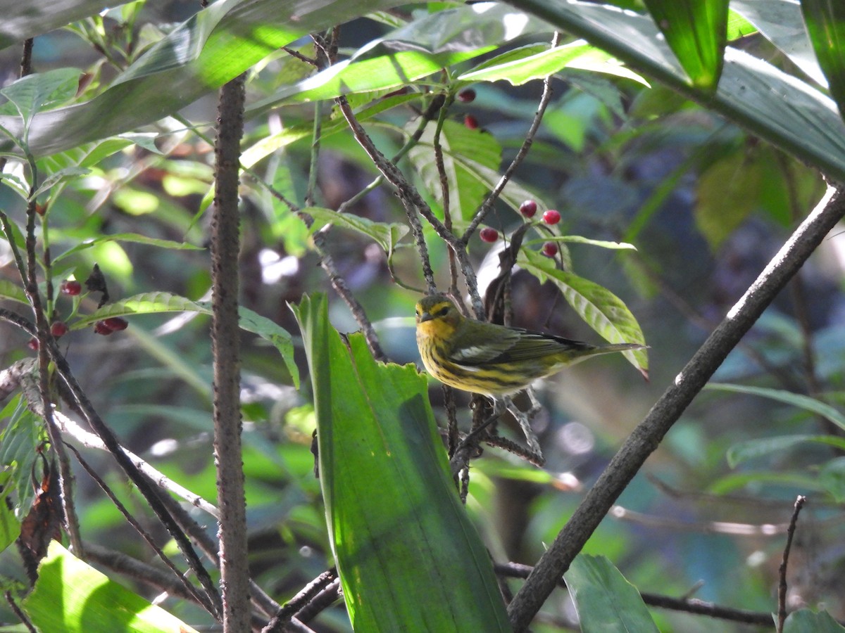 Cape May Warbler - ML646927576