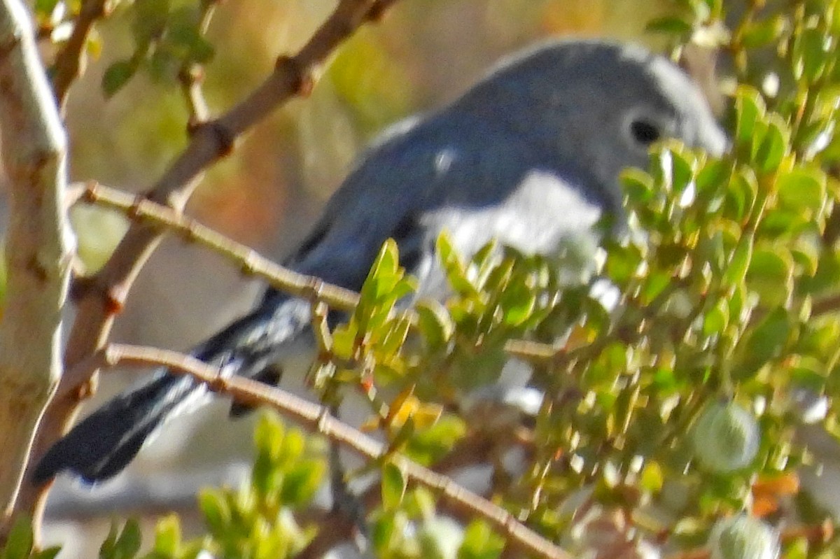 nordmyggsmett - ML646927596