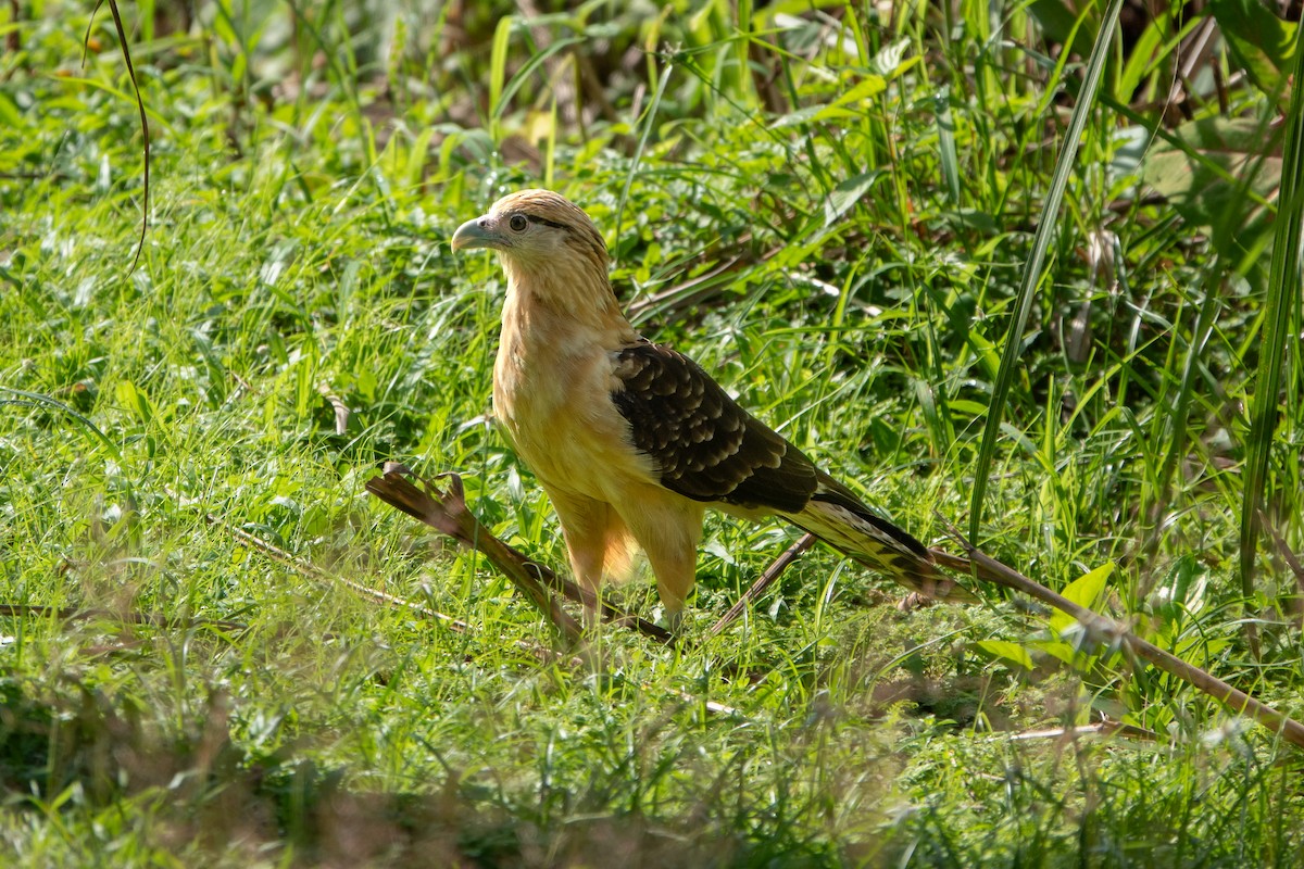 Yellow-headed Caracara - ML646927608