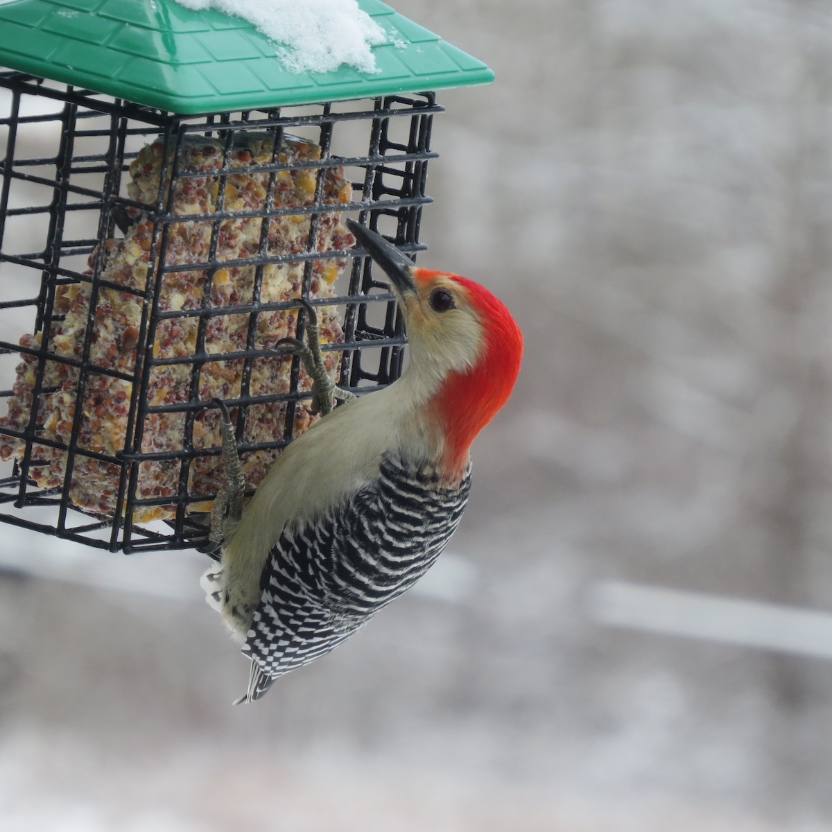 Red-bellied Woodpecker - ML646927610