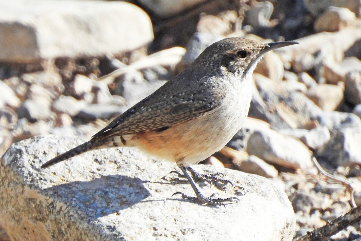 steinursmett - ML646927612