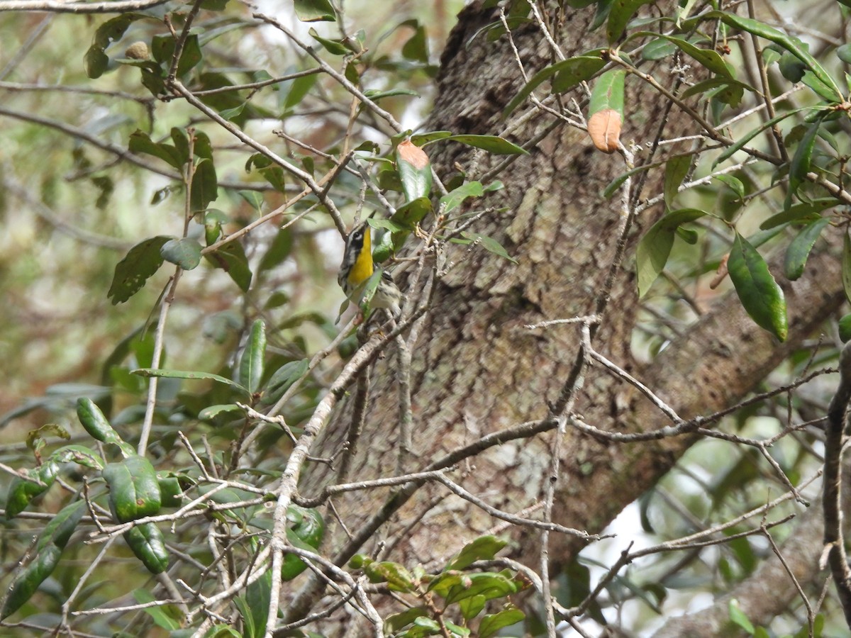 Yellow-throated Warbler - ML646927615
