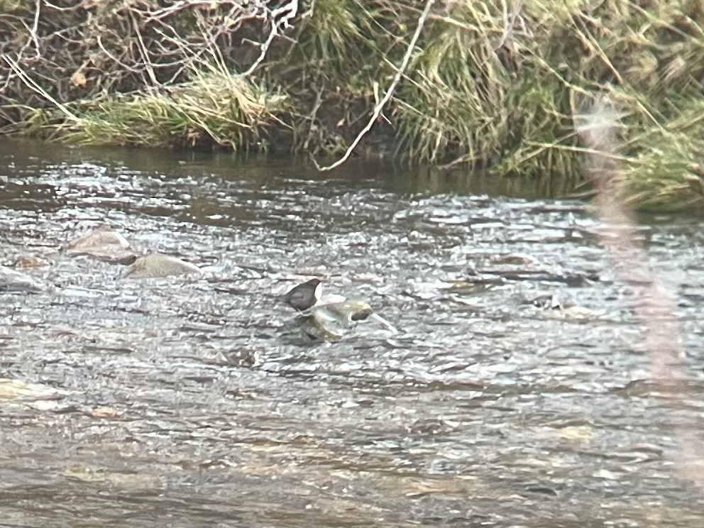 White-throated Dipper - ML646927616