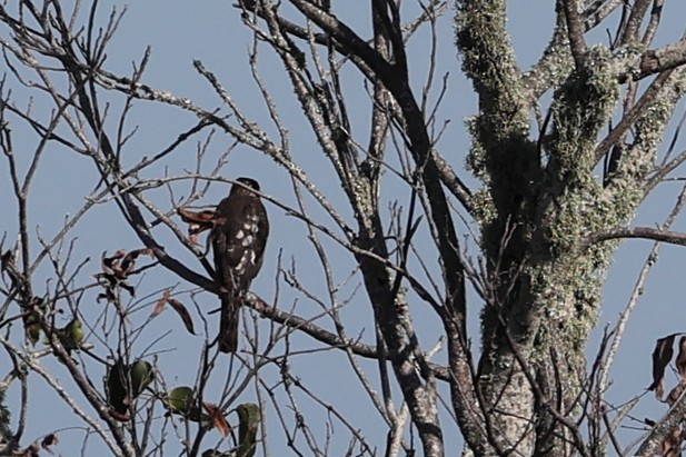 krahujec americký - ML646927617