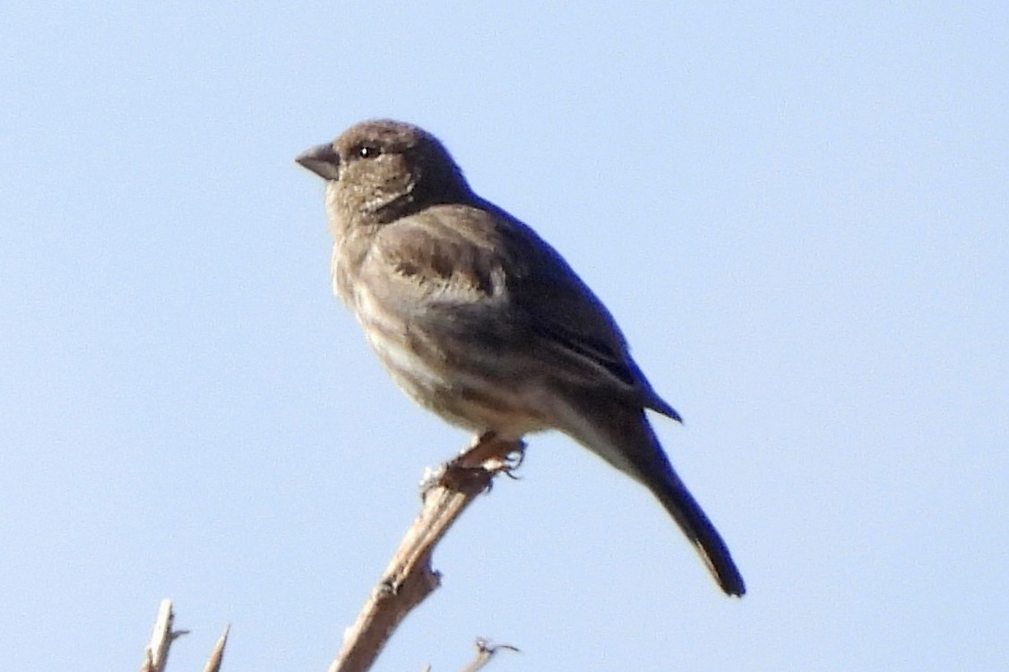 husrosenfink - ML646927633