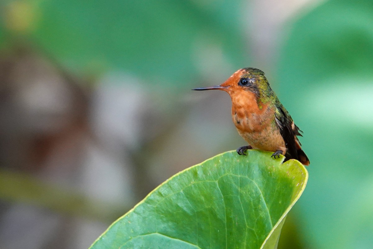 チャカザリハチドリ - ML646927641