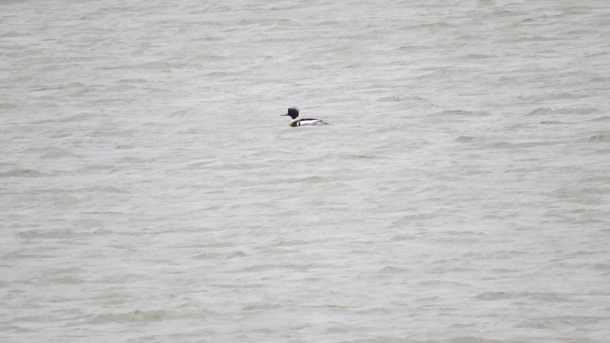 Serreta Mediana - ML646927646