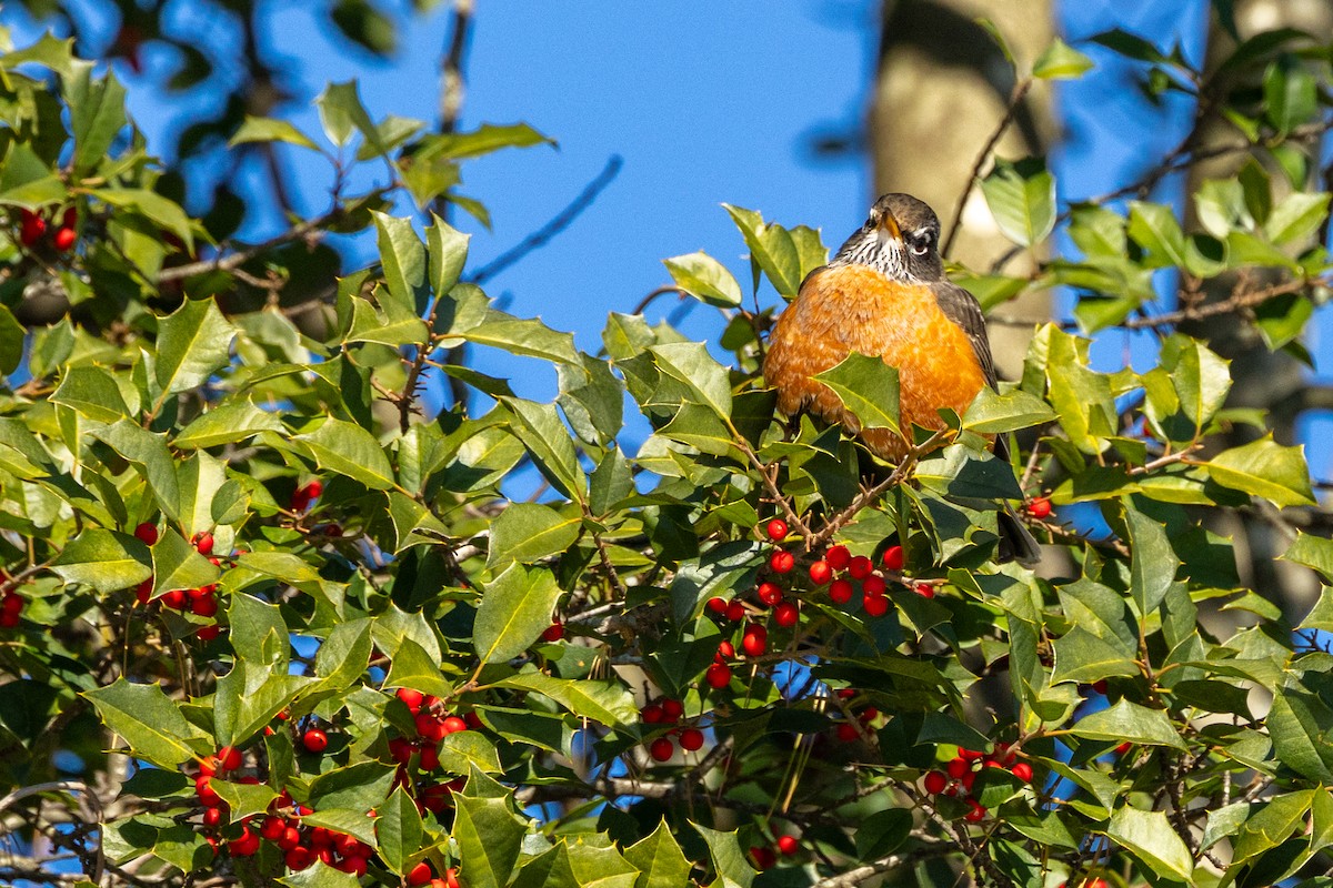 Merle d'Amérique - ML646927661