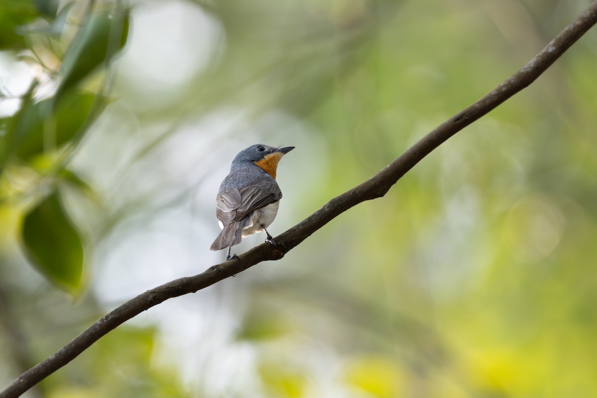 Leaden Flycatcher - ML646927665