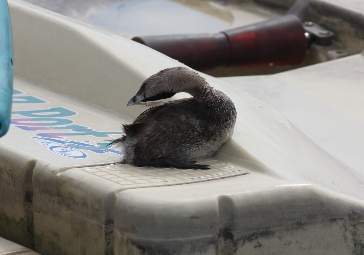 Txilinporta mokolodia - ML646927677