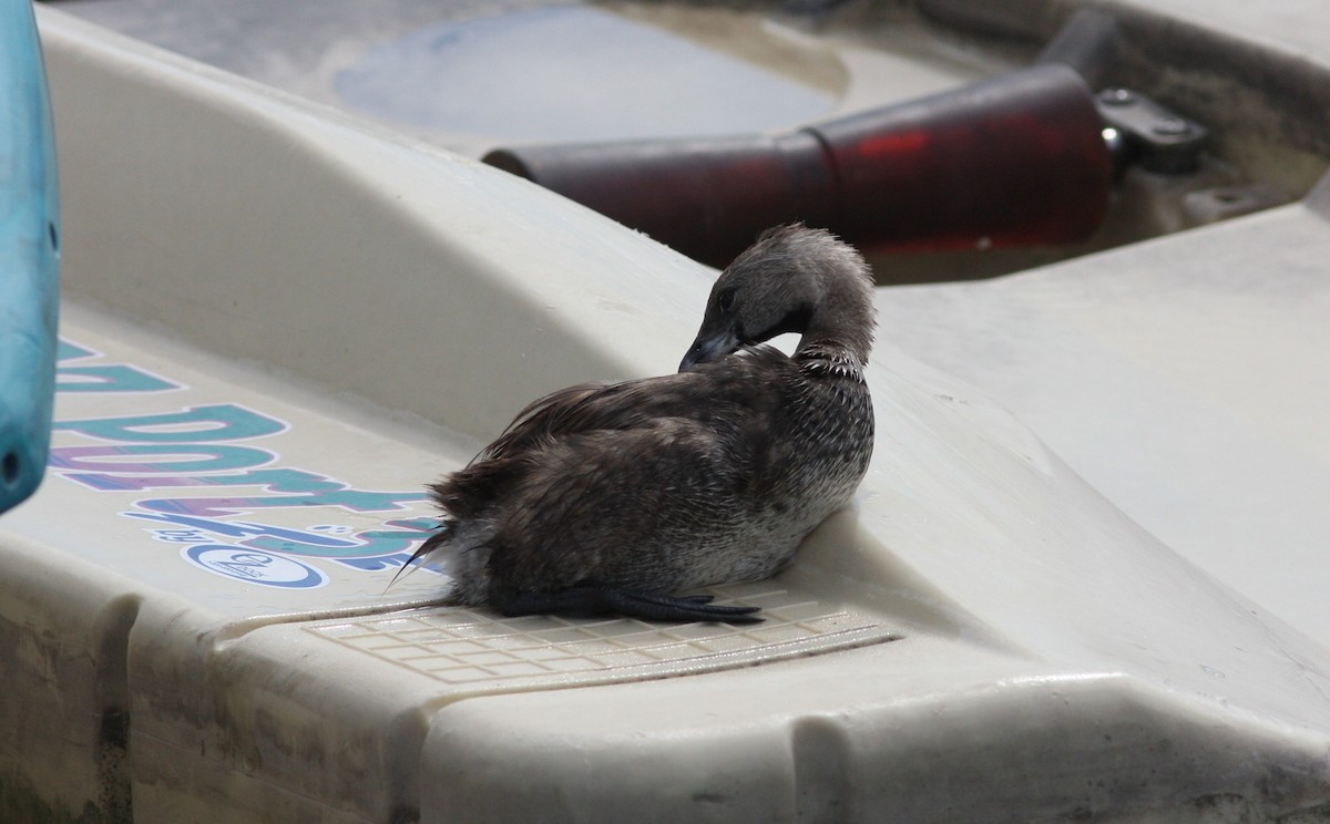 Txilinporta mokolodia - ML646927678