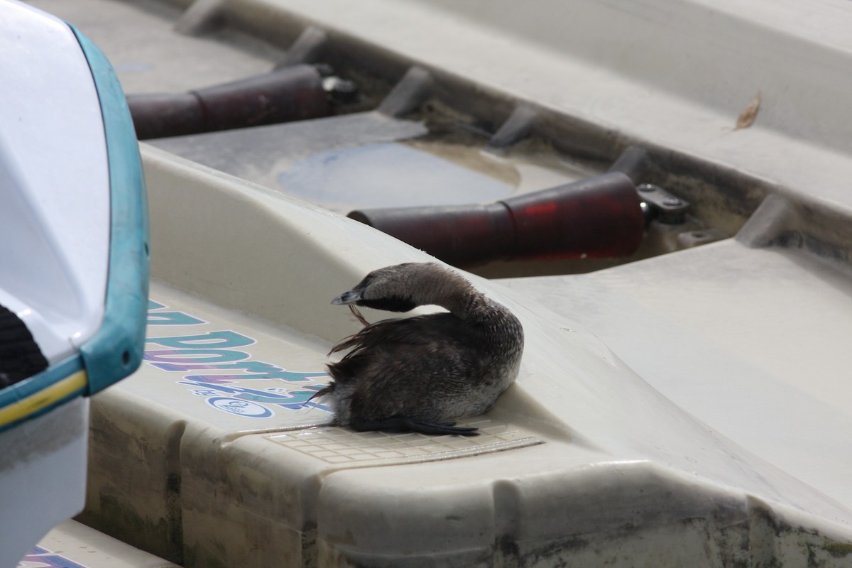 Txilinporta mokolodia - ML646927681