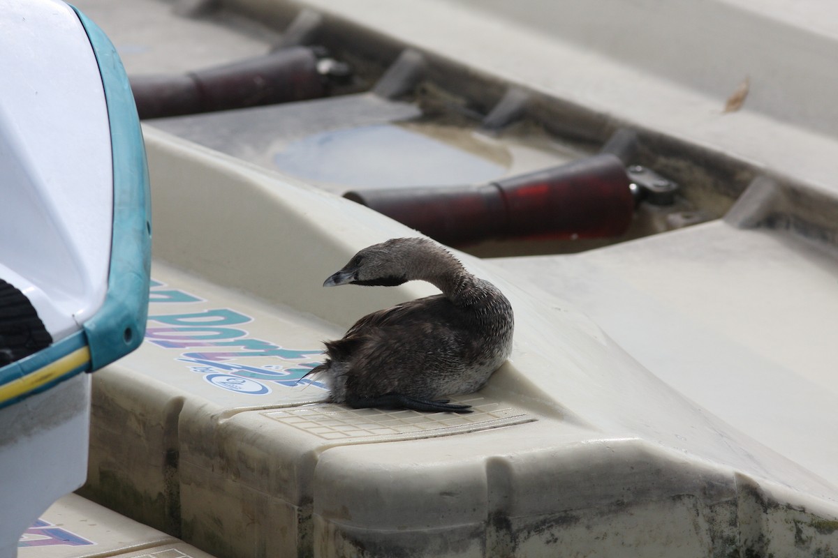 Txilinporta mokolodia - ML646927682