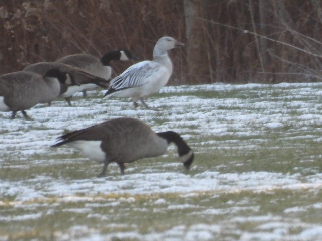 snøgås - ML646927690