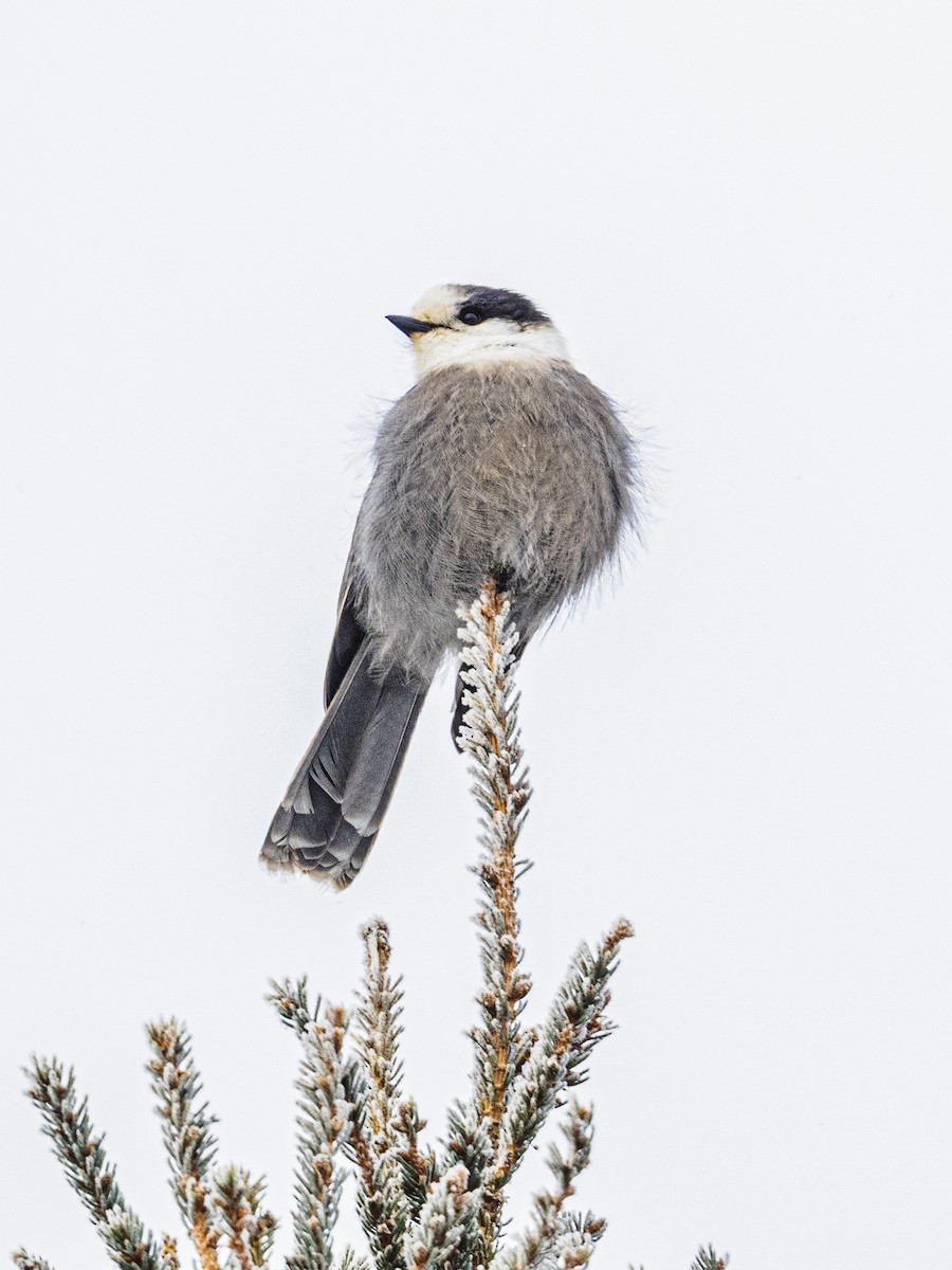 Canada Jay - ML646927694
