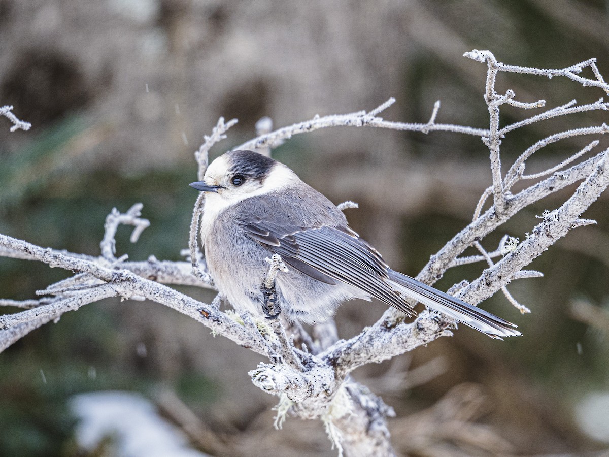Canada Jay - ML646927696