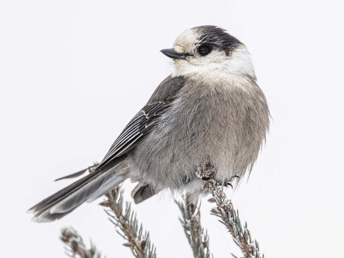 Canada Jay - ML646927697