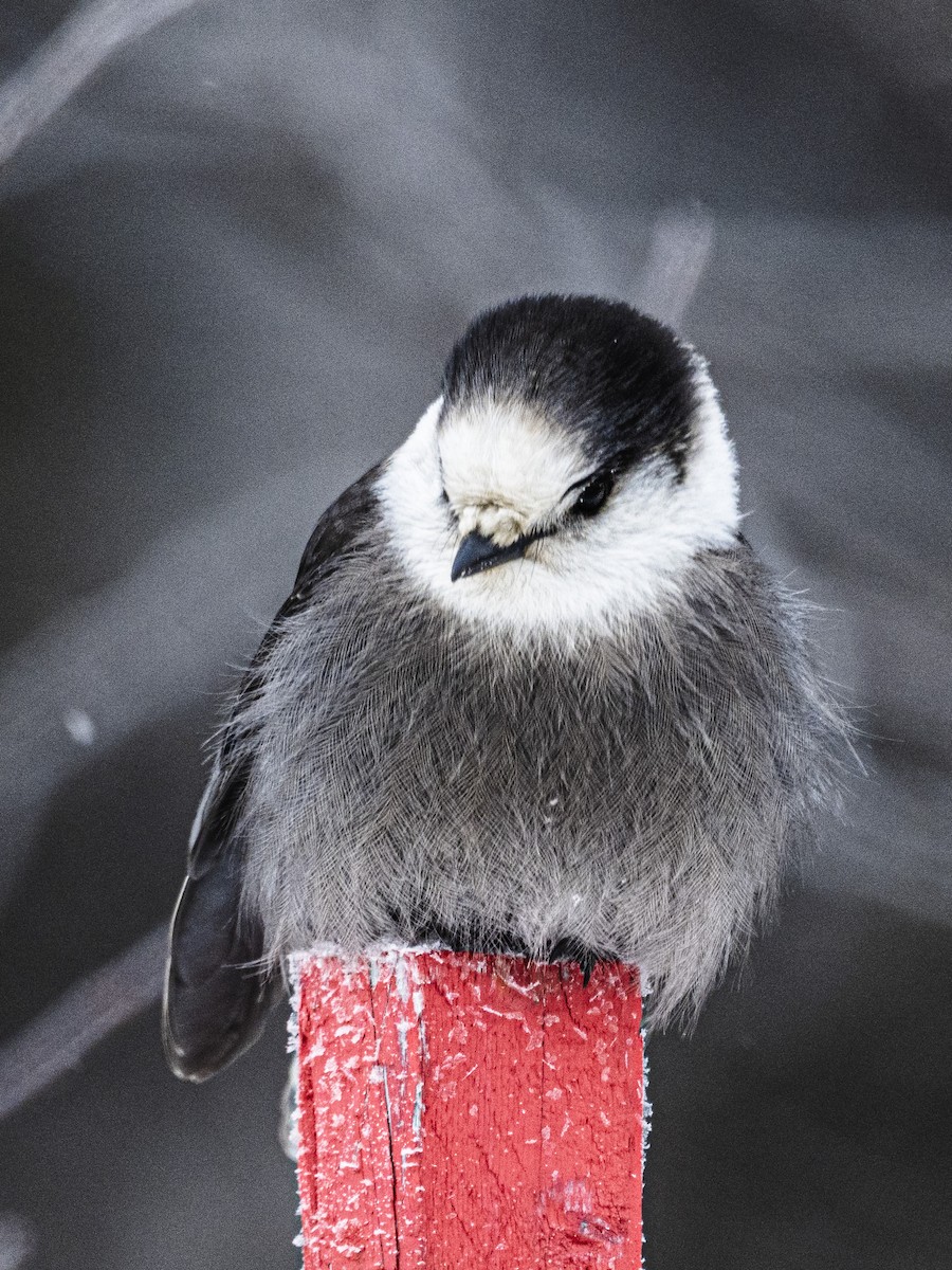 Canada Jay - ML646927699