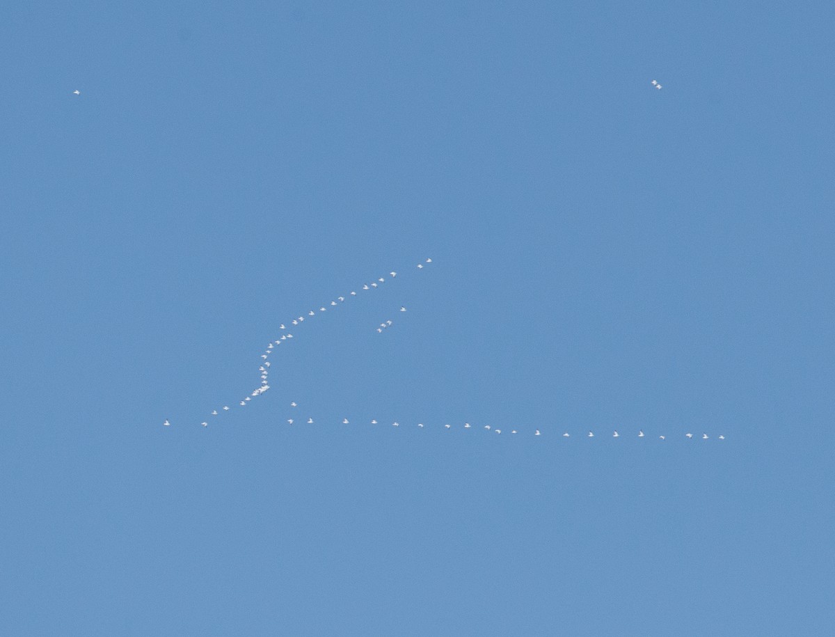 ハクガン - ML646927701