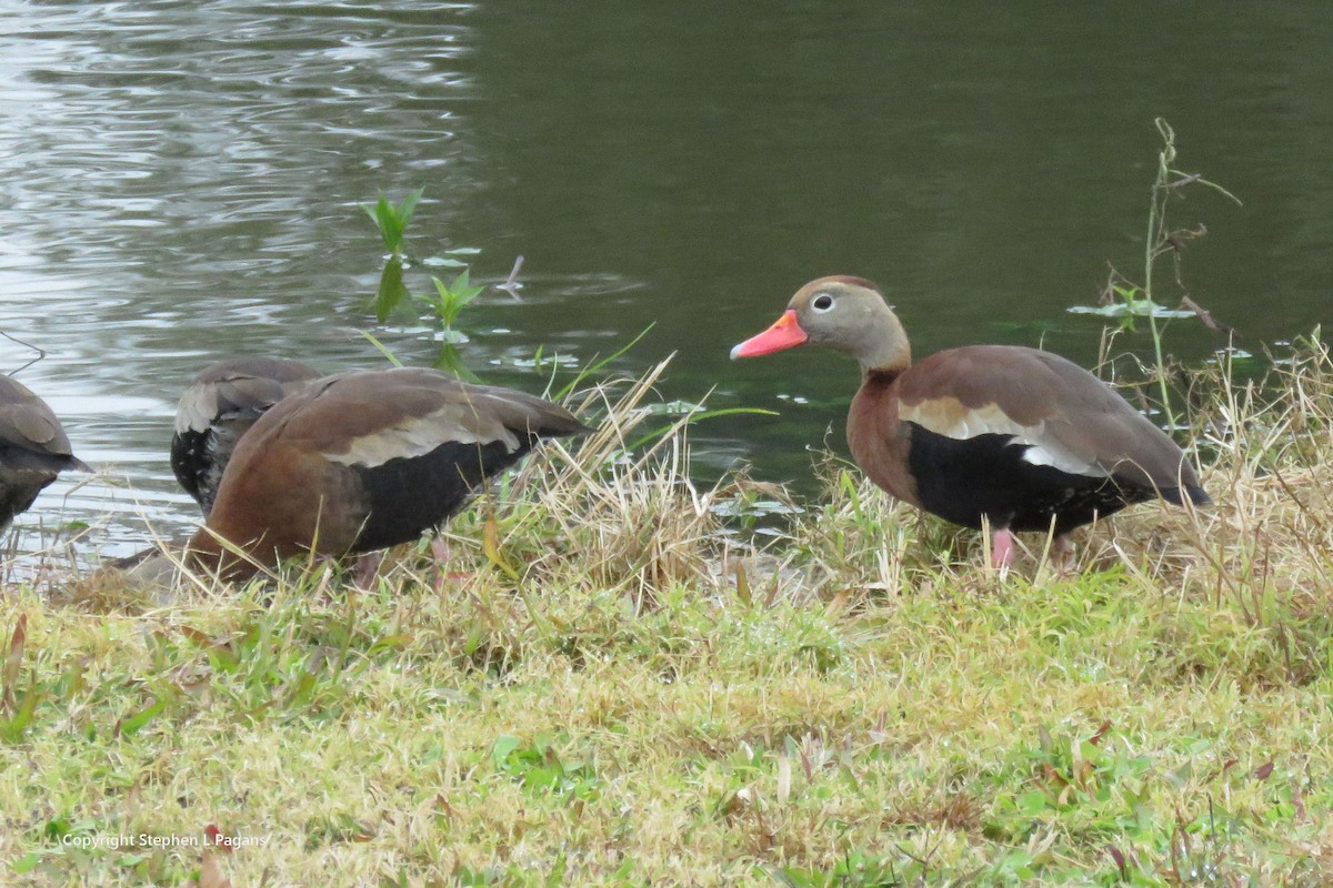 Black-bellied Whistling-Duck - ML646927702