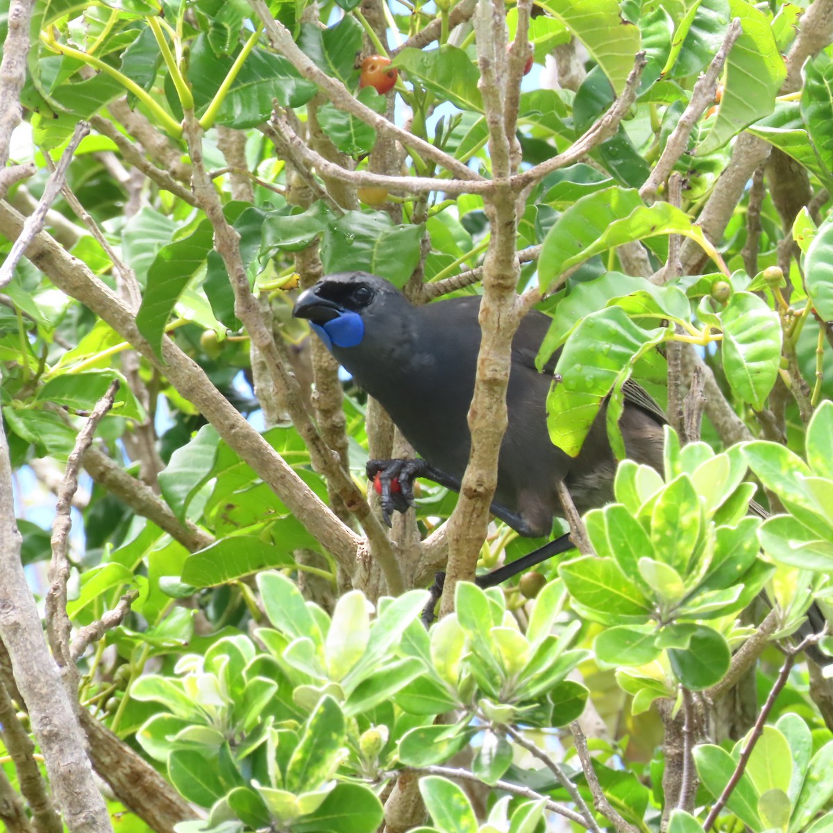 North Island Kokako - ML646927703