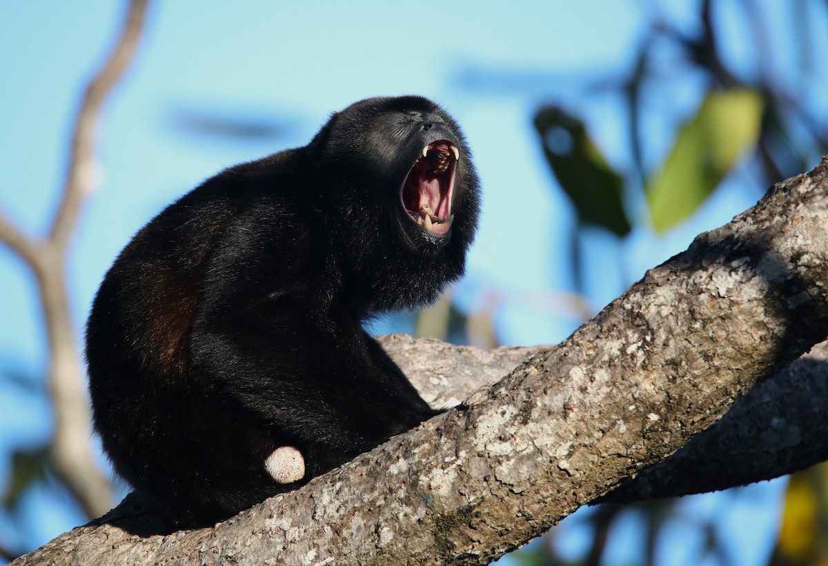 Mantled Howler Monkey - ML646927709