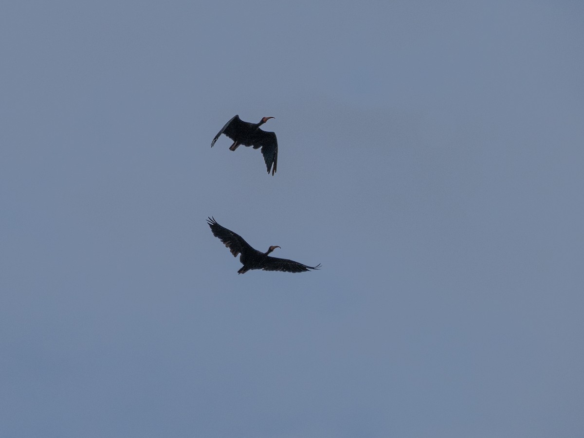 Ibis Afeitado - ML646927712