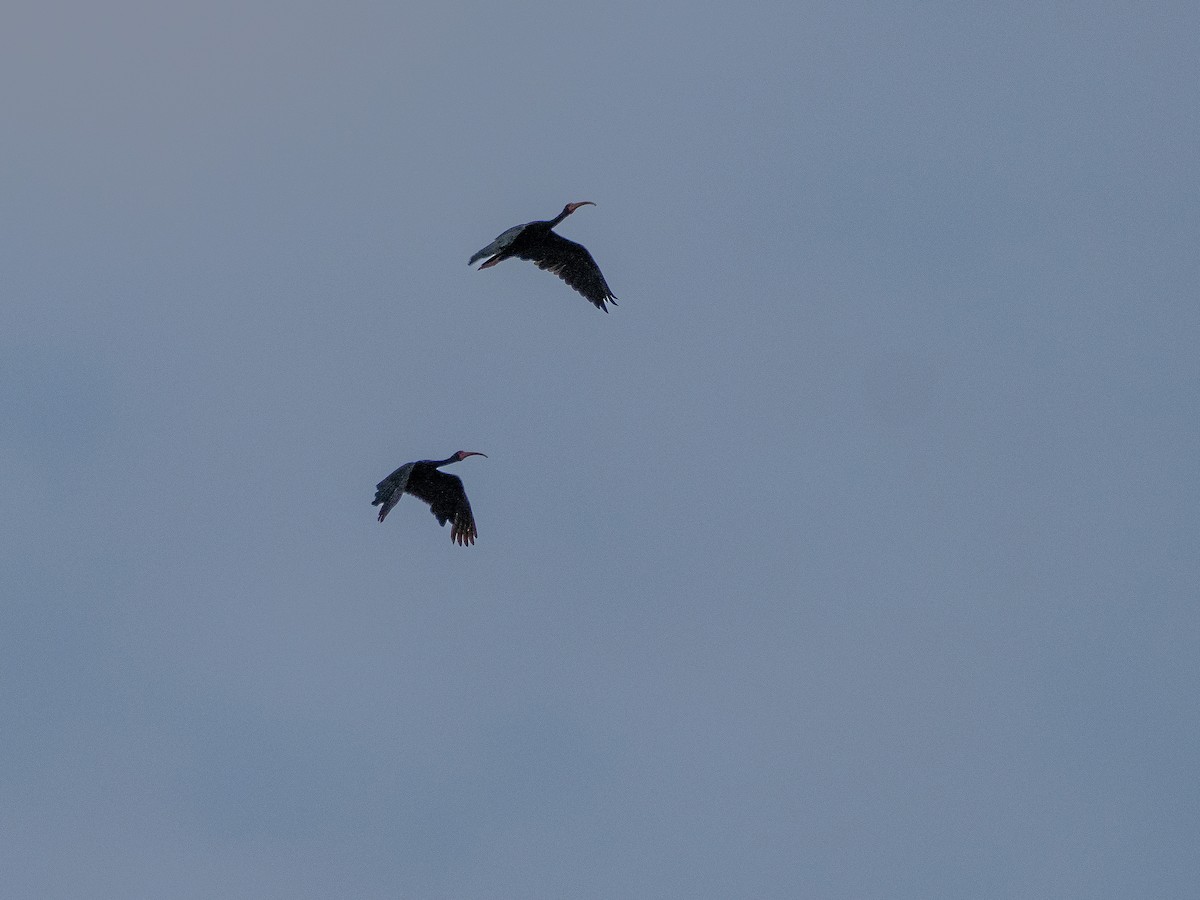 Ibis Afeitado - ML646927713