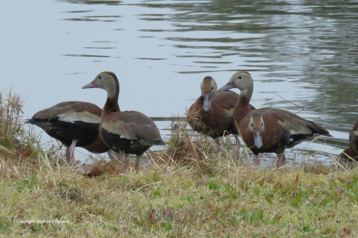 Black-bellied Whistling-Duck - ML646927714