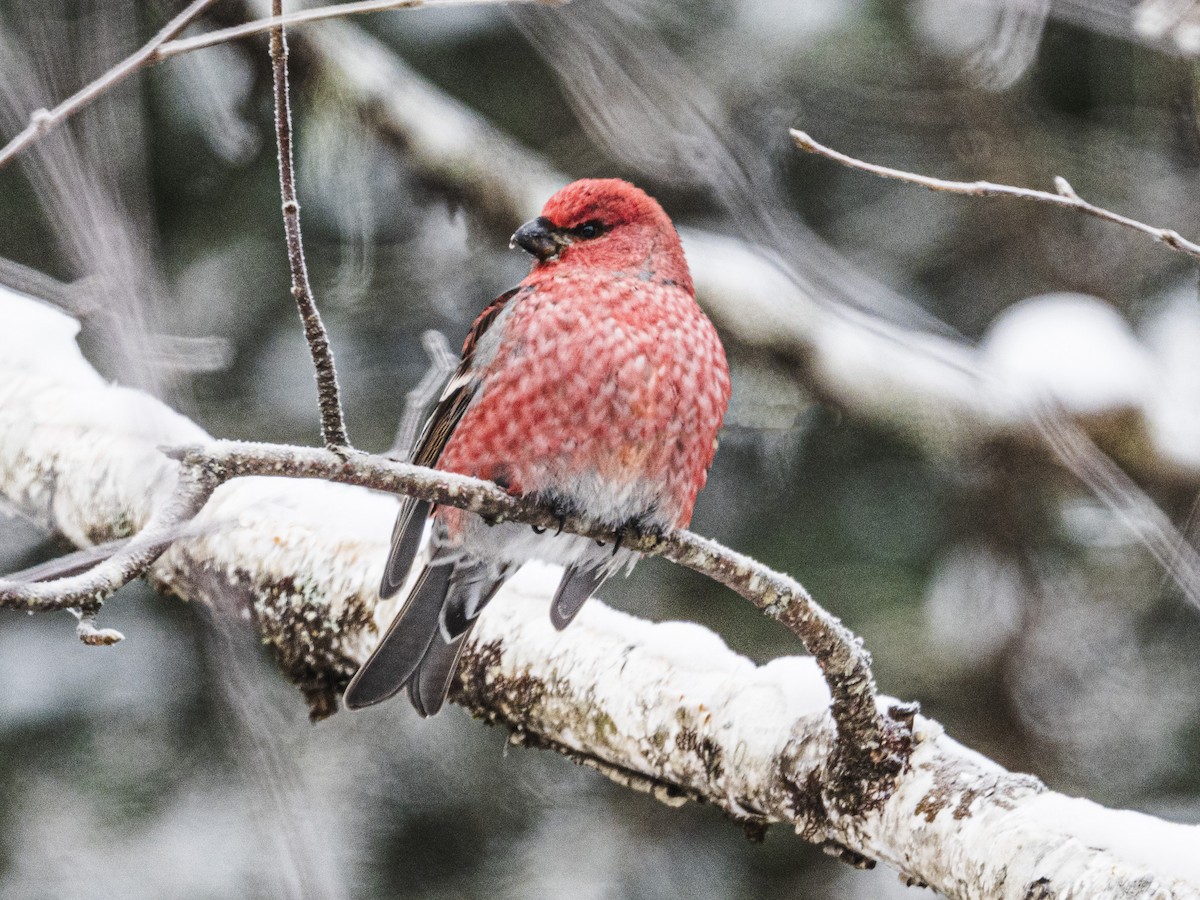 Pinu-gailupa - ML646927717