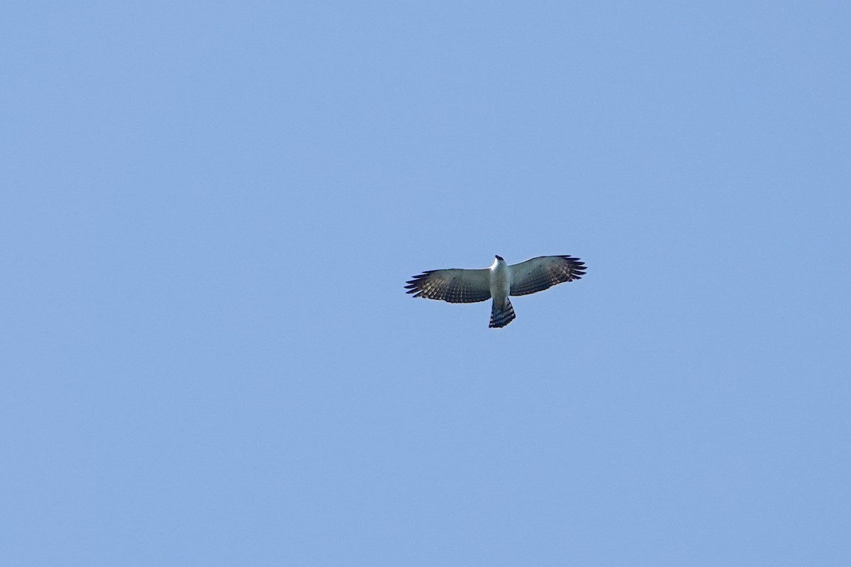 セグロクマタカ - ML646927726