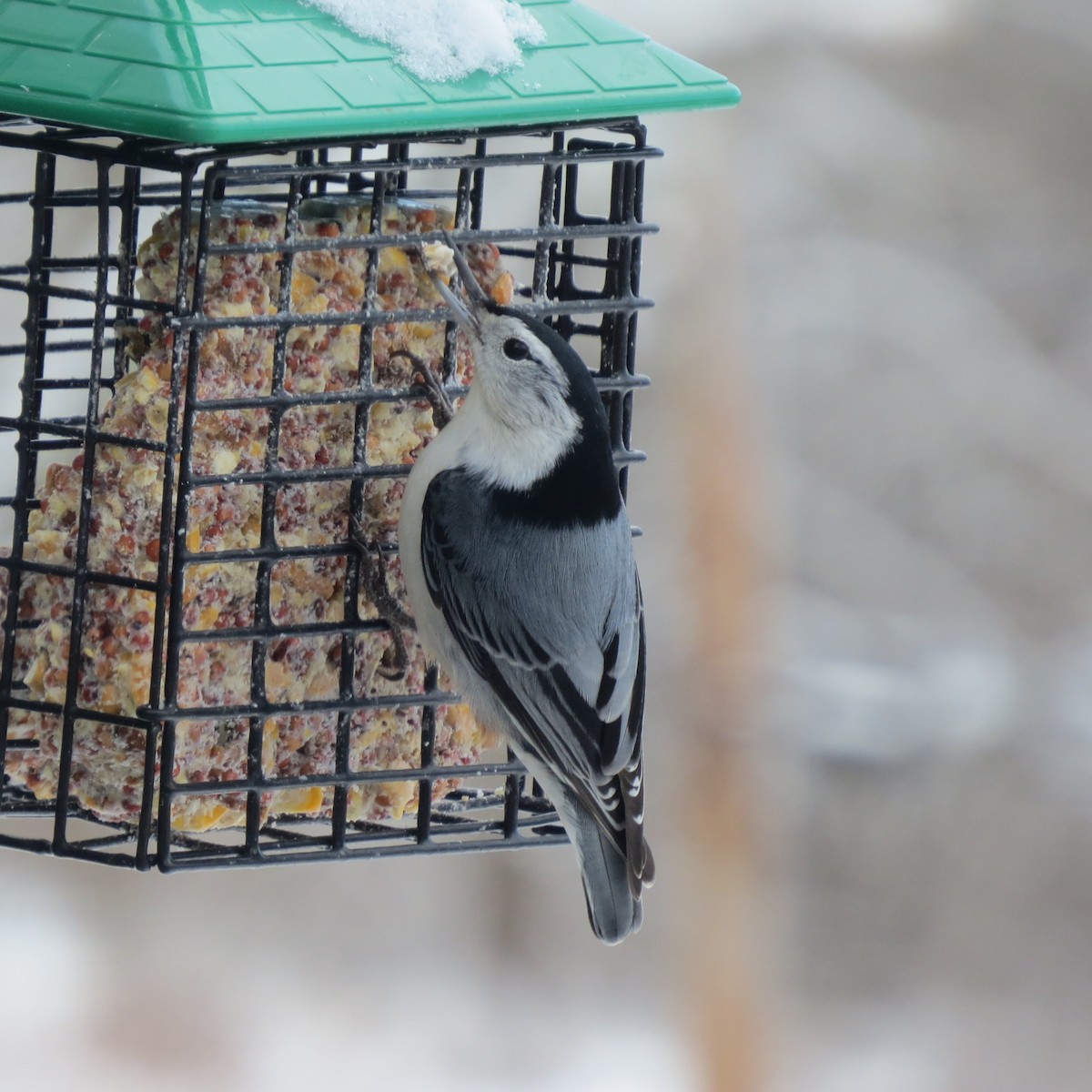 White-breasted Nuthatch - ML646927728