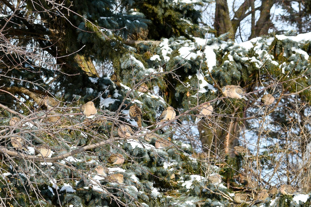 ナゲキバト - ML646927739