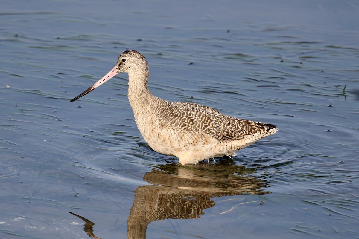 Ebruli Çamurçulluğu - ML646927744