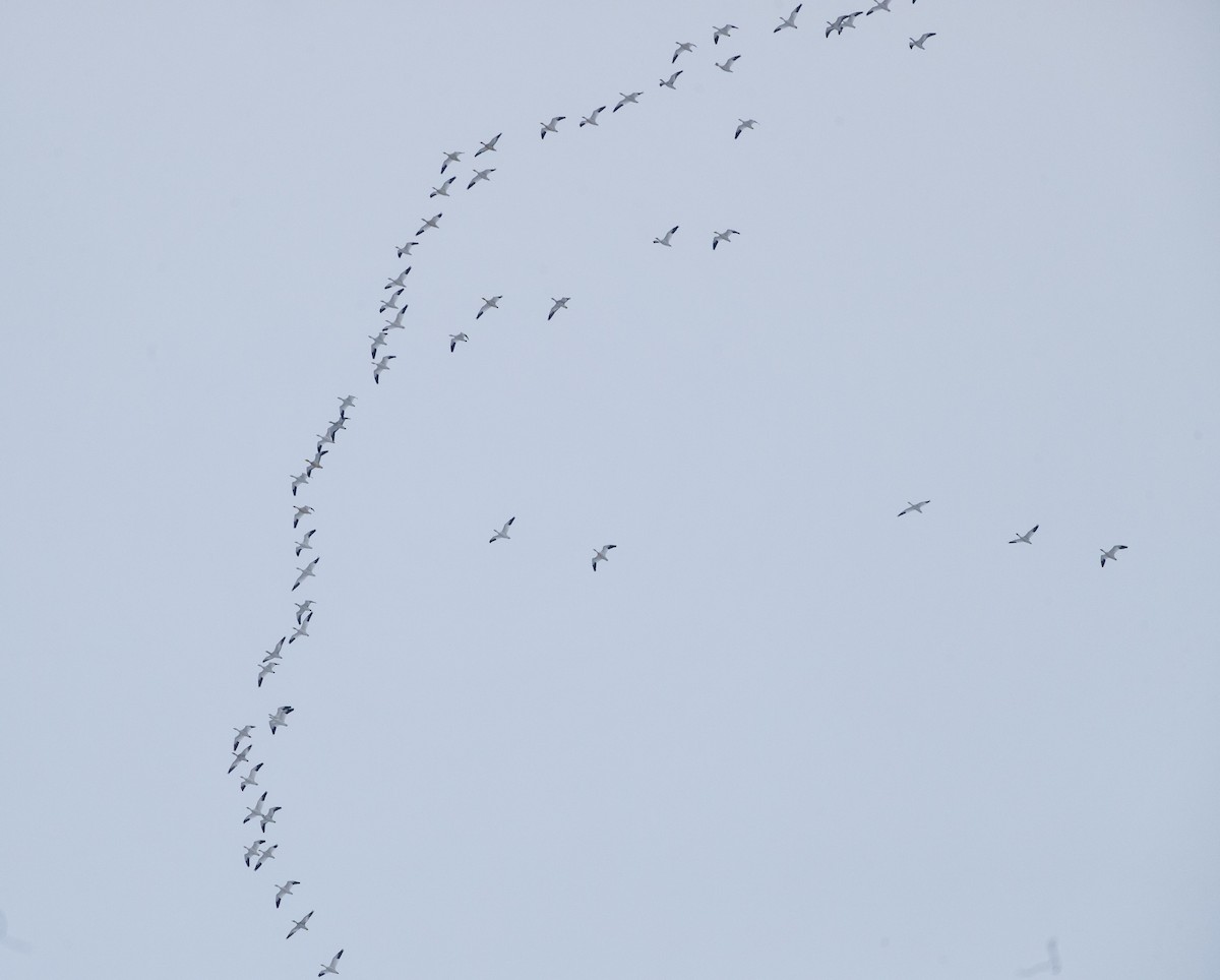 husa sněžní - ML646927747