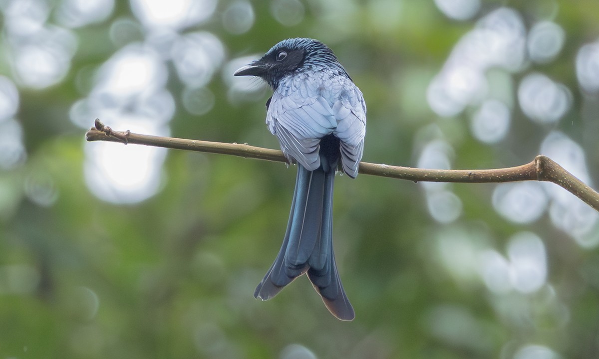 Bronzedrongo - ML646927748