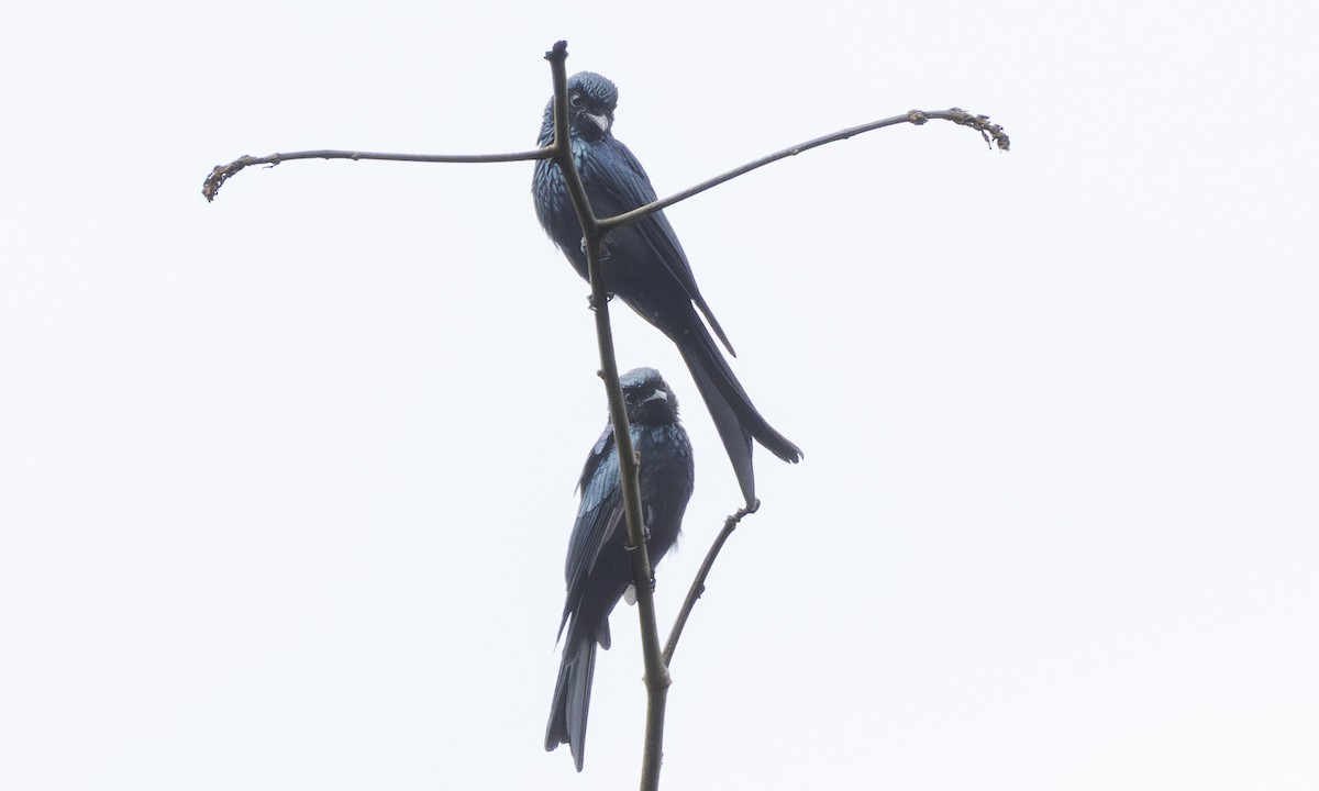 Bronzedrongo - ML646927749