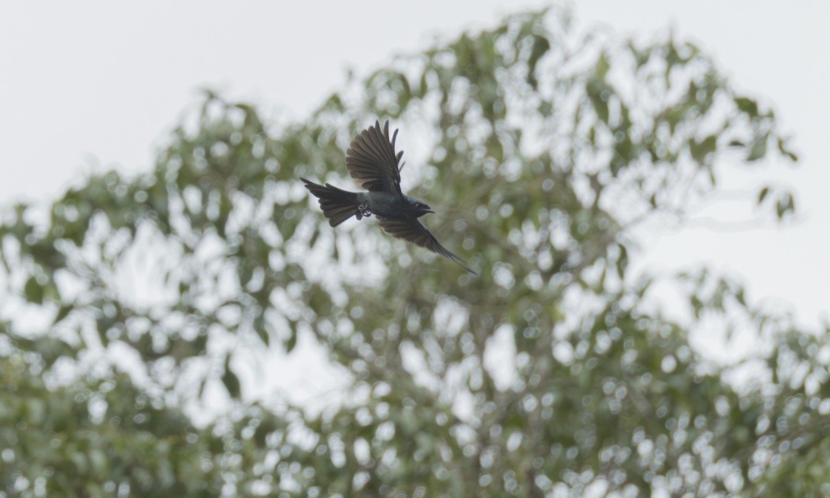 Bronzedrongo - ML646927750