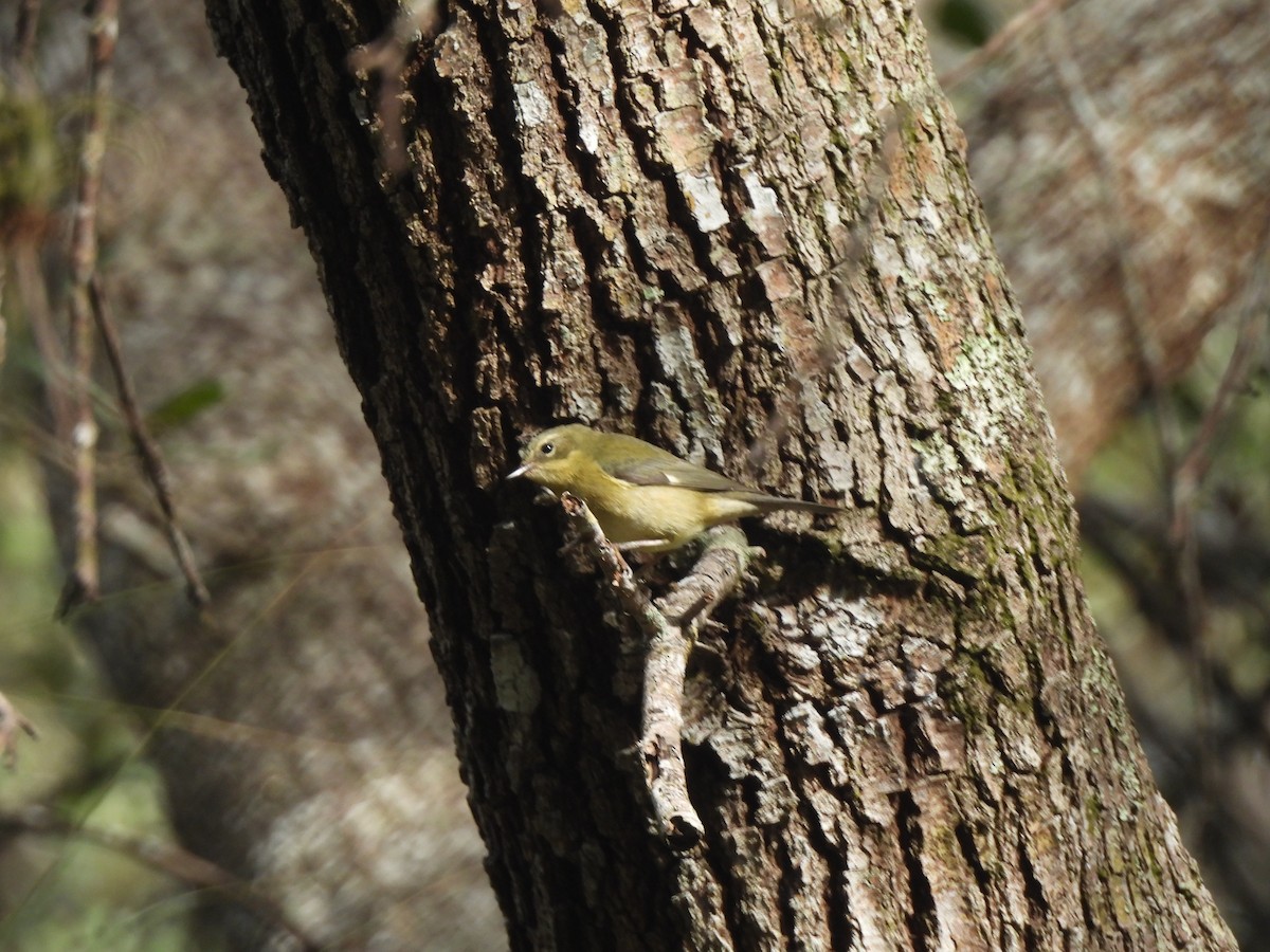 Black-throated Blue Warbler - ML646927751
