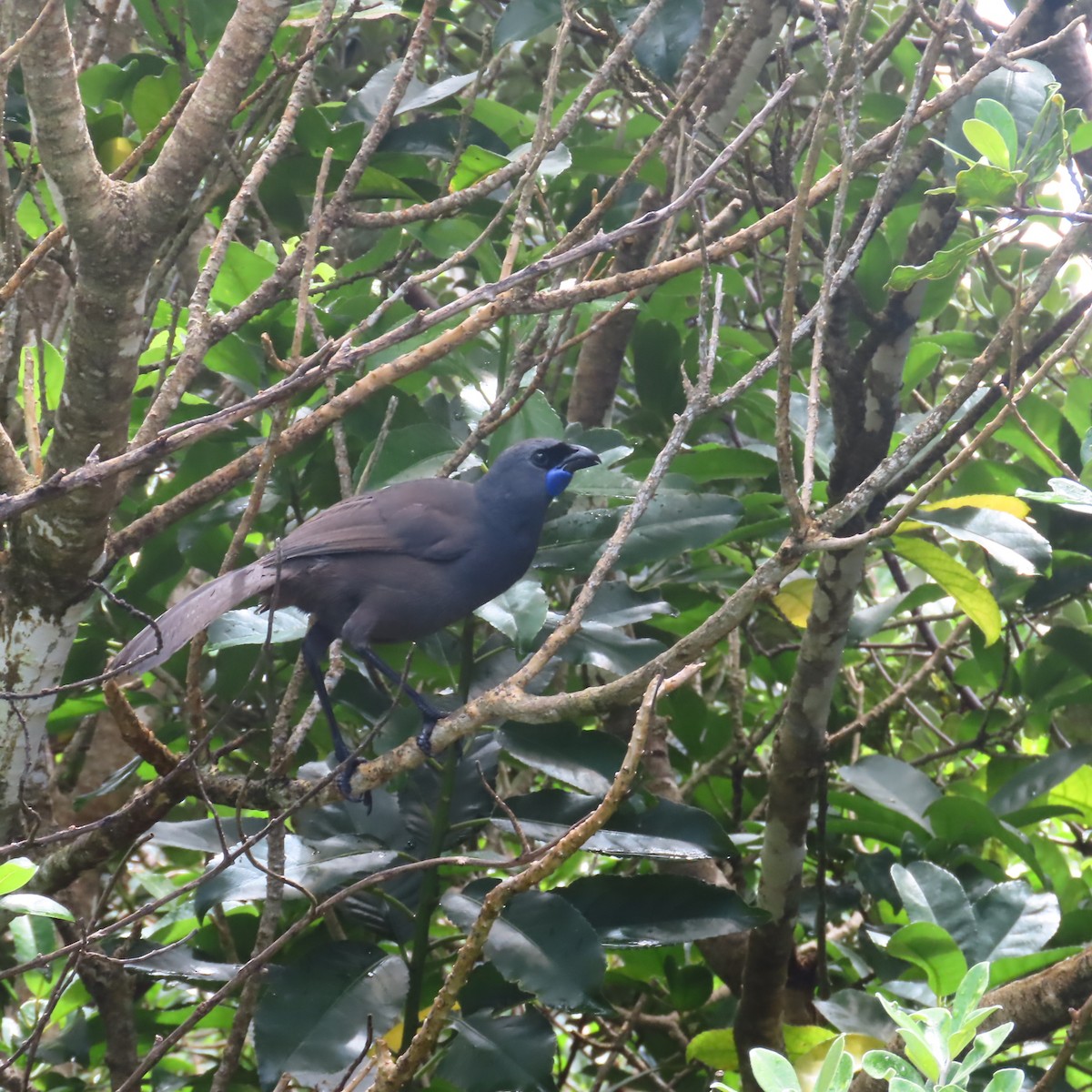 North Island Kokako - ML646927758